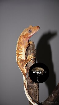 Pagekón riasnatý Correlophus ciliatus tricolor samec - 3