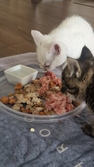 Darujem kocúriky - 3