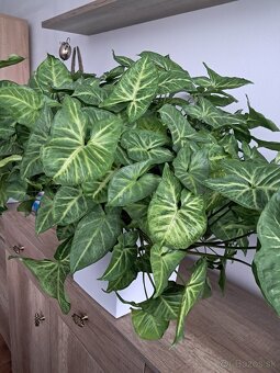 Predám izbové rastliny - 3