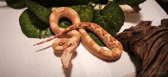 Velhad kralovsky sunglow - 3