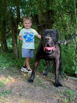 Bandog na krytie - 3