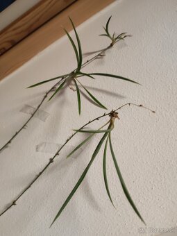 Rastlina zelenec (Chlorophytum comosum) - 3