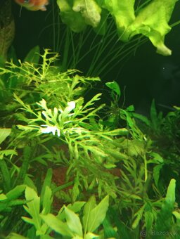 Akvariové rastlinky - 3