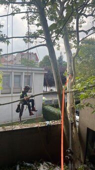 Ošetrenie stromov a rizikové orezy a výruby (arboristika) - 3
