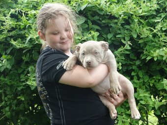 AMERICAN BULLY - 3