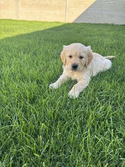 Zlatý retriever - 3