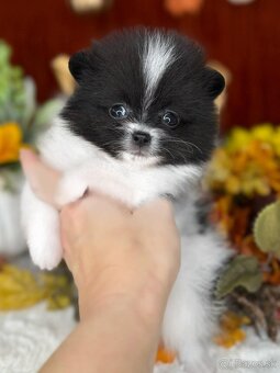 Pomeranian mini - 3