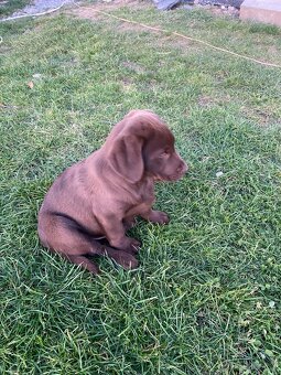 Labrador šteniatka - 3