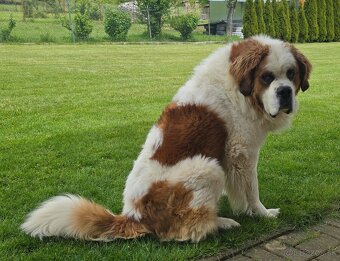 Hľadáme fenku na krytie - 3