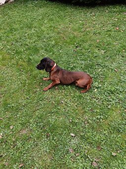 Predám bavorského farbiara s PP - 3