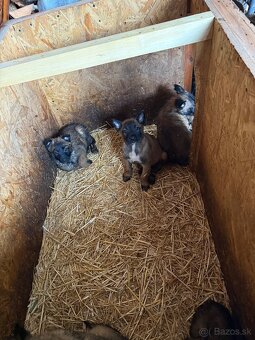 Belgické ovčiaky - 3