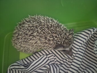 Ježko bielobruchý - 3