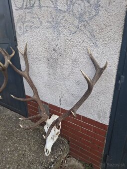 Trofeje, parožie, zhody - 3