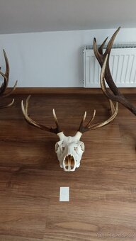 Jelenie trofeje - 3