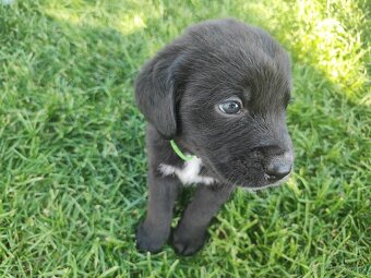Labrador čierny šteniatko - labradorský retríver - 3