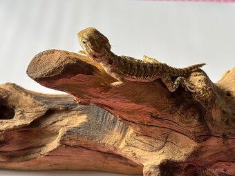 Mláďatá Agamy Trpasličej ( Pogona Henrylwasoni ) - 3