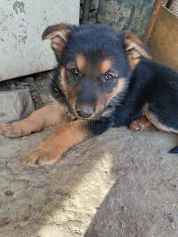 Nemecký ovčiak šteniatka čistokrvný - 3