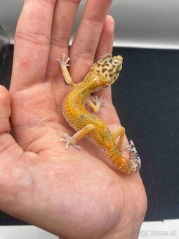 Gekončík nočný  s určenou genetikou (samička,samec) - 3