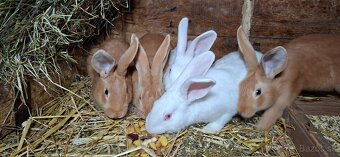 Hyla králik a Burgundký kralik - 3