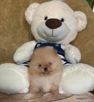 Pomeranian - 3