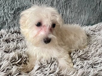 Maltipoo - 3