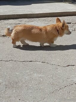 Welsh corgi pembroke - 3