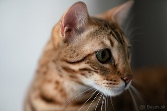 Samyang 135mm f1.8 pre Sony FE - 3
