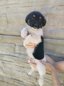 Šteniatka Jack russel terier, posledný 3 chlapci - 3