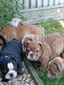Anglicky buldog-steniatka - 3