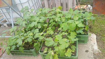 Trúby, figovníky, tráva - 3