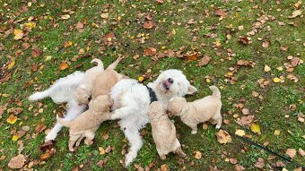 Goldendoodle šteniatka F2 - 3