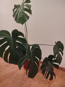 Monstera Del. - 3