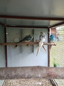 Papagáj spevavý - 3