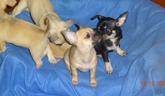 čivava krátkosrstá - 3