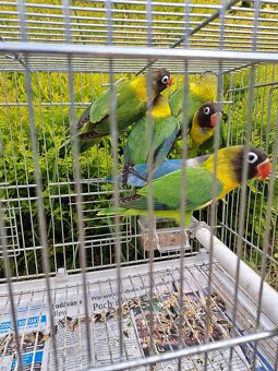 Agapornis personata (škraboškový) - 3