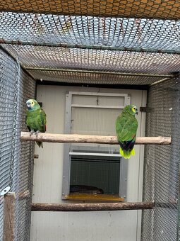 Amazonan modrocely - 3