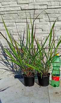 Panicum virgatum ‘Squaw’ (Proso prútnaté) - 3