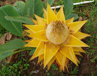 Banánovník lotosový (Musella lasiocarpa) - 3