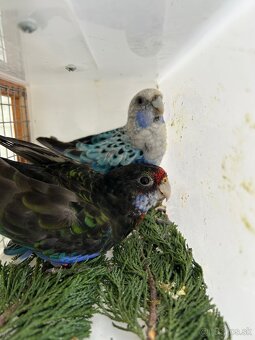 Rozely pestré odchov 25 - 3