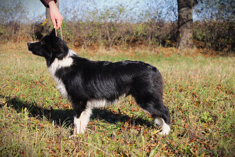 Borderská kólia, Border kólia s PP - 3