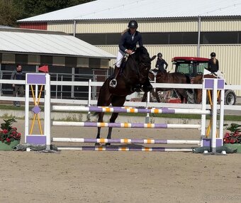 Oldenburská kobyla - 3