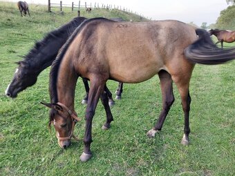 Shagya arab kobylka - 3