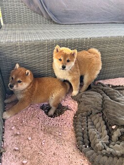 Shiba Inu - 3