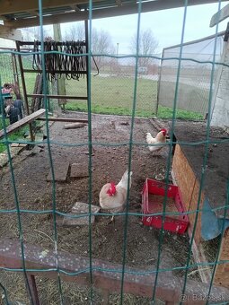 Kohúty - gazdovský mix - 3