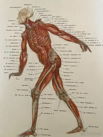 Vyobrazenie človeka na osnovách anatomie a kreslenia postav - 3