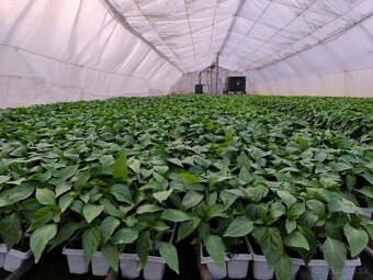 Planty - 3