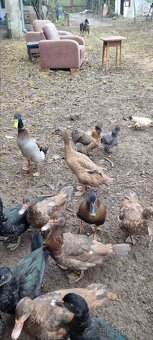 Kacky pizmove a miesane ruanske s bezcami - 3