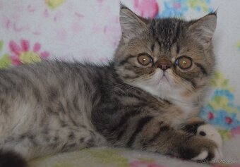 Exotický kocúr - 3