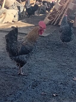 Kohút- domáci mix - 3