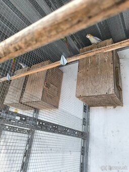 Rozela zltohlava škorica samec 2025 - 3